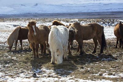 Herd of colorful icelandic horses on a meadow in spring