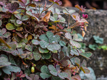 High angle view of small plant growing on field