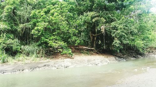 Trees in a forest