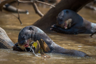 Close-up of otters feeding in water