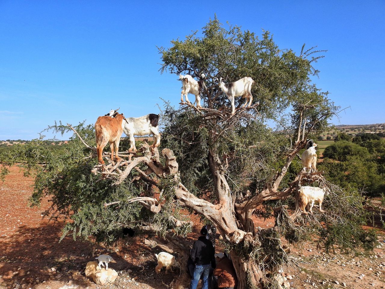 Goats in a tree