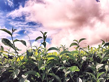 Low angle view of crops against sky