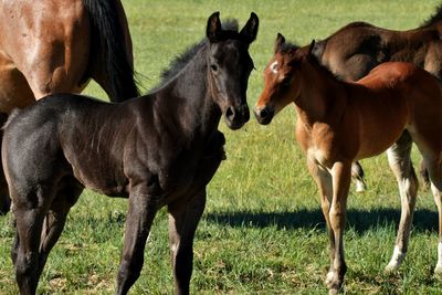 Horses in a field