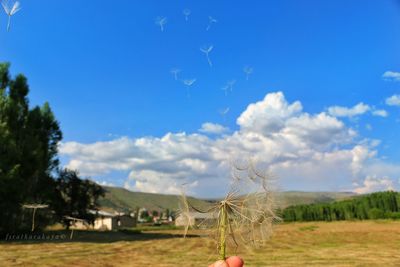 Cropped hand holding dandelion against sky on field