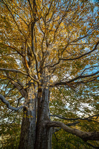 Low angle view of tree in autumn