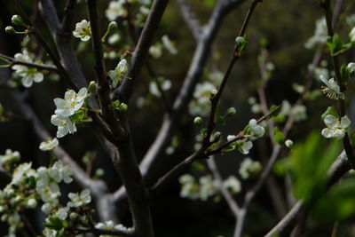 Close-up of flowering plant leaves