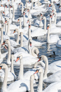 High angle view of birds in lake during winter