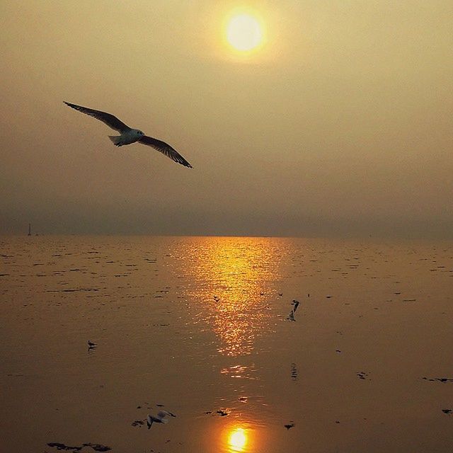 sunset, bird, flying, sun, animal themes, sea, water, animals in the wild, silhouette, wildlife, orange color, horizon over water, scenics, beach, beauty in nature, sky, mid-air, reflection, tranquil scene, nature