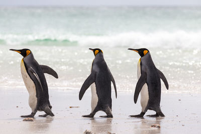 View of birds on beach