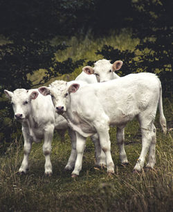 Sheep standing in a field