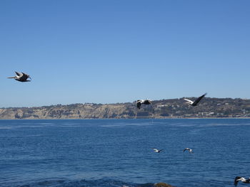 Seagulls flying over sea against clear sky