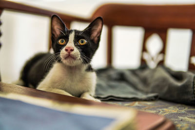 Close-up portrait of a cat