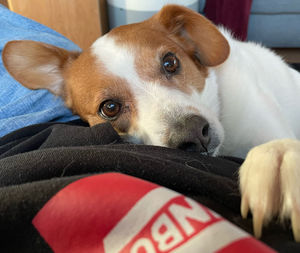 Close-up of dog lying on bed at home