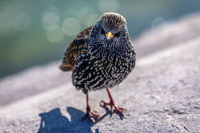 Close-up of bird perching outdoors