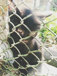 Close-up of lizard on plant