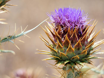 Close-up of thistle blooming outdoors