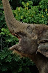 Open elephant mouth side view - cincinnati zoo