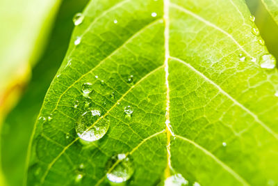 Close-up of raindrops on leaves