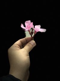 Close-up of hand holding pink flower against black background