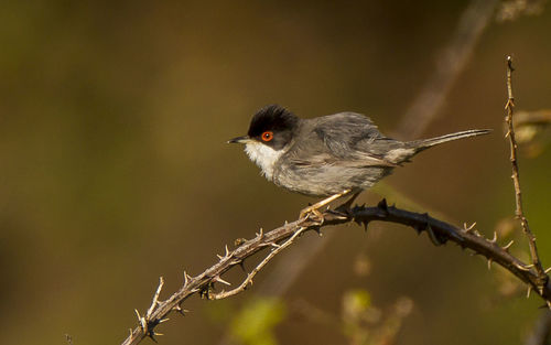 Close-up of bird perching on branch