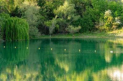 Scenic view of lake in forest