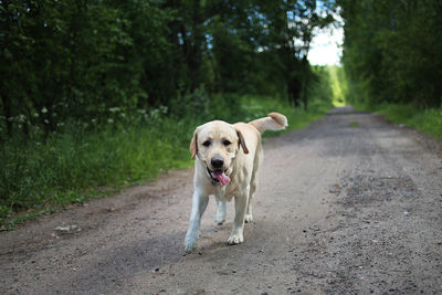 Portrait of dog on dirt road