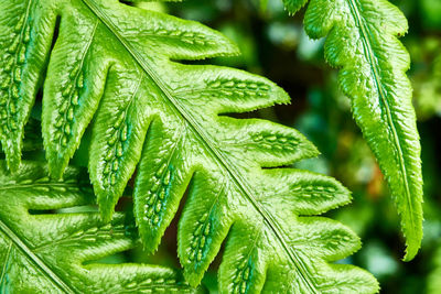 Close-up of fresh green leaves