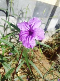 Close-up of flower blooming outdoors