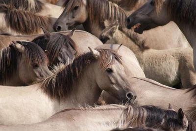 Full frame of brown horses outdoors