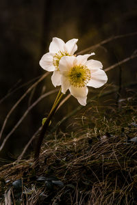 Close-up of white flowering plant on field