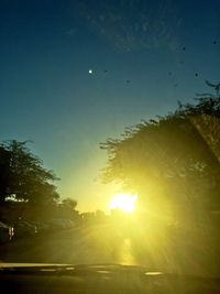 Sun shining through trees