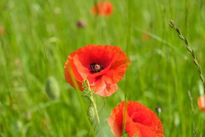 Close-up of red poppy flower on field