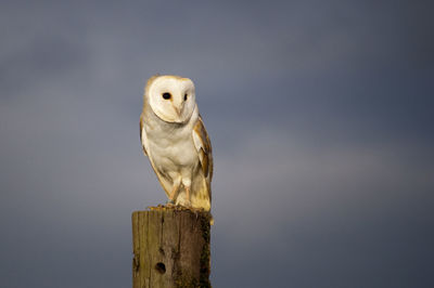 Owl perching on wooden post
