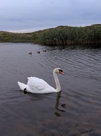 Swans swimming in lake