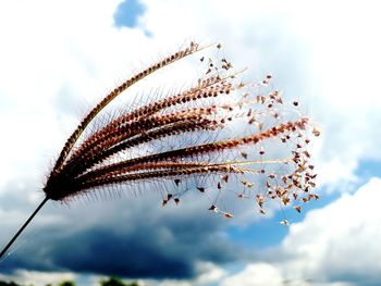 Low angle view of plant against sky