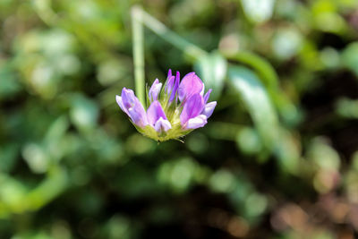 Close-up of purple flowering plant