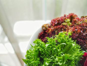 Close-up of salad in bowl