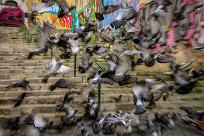 Flock of birds running