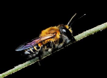 Close-up of bee on flower against black background