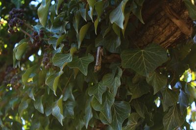 Full frame shot of tree