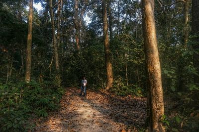 Footpath passing through forest