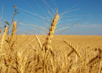 Close-up of wheat field against sky