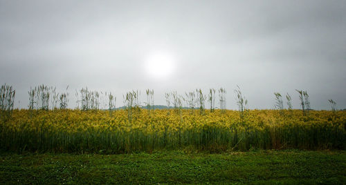 Scenic view of field against sky