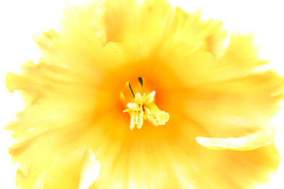 Macro shot of yellow flower