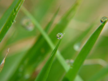 Close-up of water drops on blades of grass