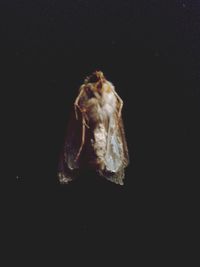 Close-up of jellyfish against black background