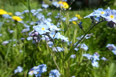 Close-up of white flowering plants on field