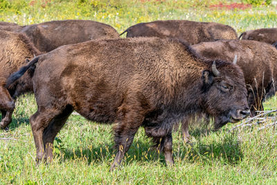 Minneopa state park bison herd