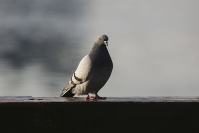 Close-up of bird perching on railing against wall