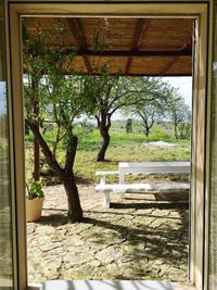 Trees seen through window